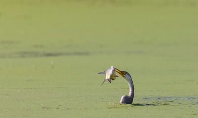 Oriental darter (Anhinga melanogaster) or snake bird fishing in river.