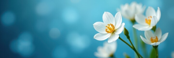 Elegant arrangement of white ranunculi, soft blue bokeh , plant, flowers, ranunculus