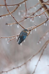 An eastern bluebird perched on an icy branch