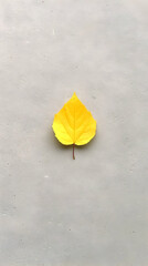 Single Yellow Leaf on Grey Background - Autumn Illustration