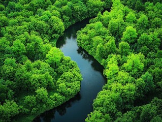 Fototapeta premium Winding river flows through vibrant green forest