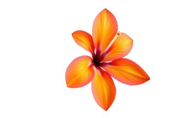 Obraz premium A vibrant single bloom, petals perfectly formed, isolated against a pure white backdrop, beautiful, delicate