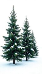 Obraz premium A few isolated cypress tree branches on a white background, snowflakes, bare cypress trees, cypress tree branch winter white