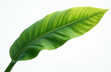 Obraz premium Green banana leaf isolated on white background. Tropical foliage plant with vibrant color, fresh texture, detailed leaf veins. Decorative plants for backgrounds, healthy eating ads, eco-friendly