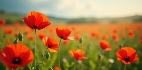 Obraz premium Vibrant poppies bloom amidst wildflowers, bathed in sunlight , macro, poppies, environment