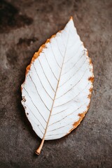Ghostly leaf on stone surface showcases autumnal transformation
