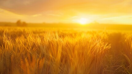 Obraz premium Aerial view of glowing golden wheat fields gently swaying in the breeze under a vivid sunrise, cinematic serene harmony