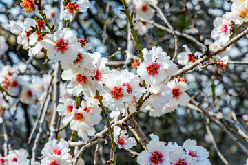 The flowering of almond tree.