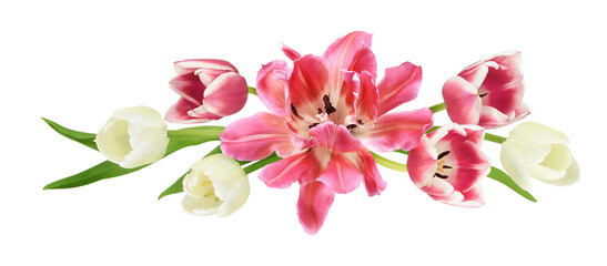 Pink and white tulip flowers in a floral arrangement isolated on white background or transparent background