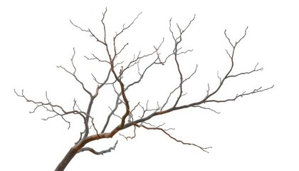Obraz premium Bare, gnarled branches isolated against a pure white backdrop, image, texture