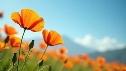 Obraz premium Orange California poppies swaying gently in a breeze , close-up, golden, plant