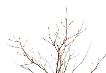 Fototapeta premium Delicate, bare branches isolated against a pure white backdrop, botany, flora
