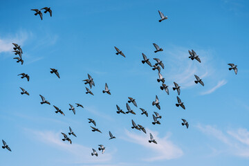 Flock of birds flying in the sunny blue sky