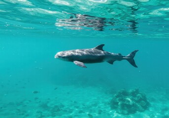 Obraz premium Vaquita Porpoise – The World's Rarest Marine Mammal