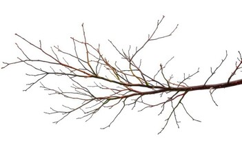Isolated bare branches against a pure white backdrop, minimalist, season