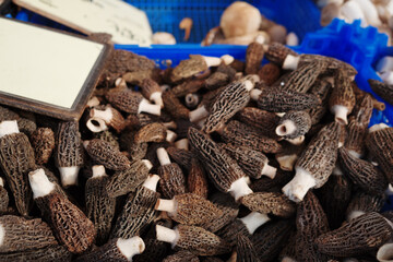 A close-up view of fresh morel mushrooms displayed in a blue crate at an outdoor market.