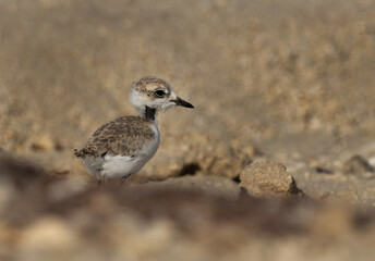 Kentish Plover chick at Buasiteen coast of Bahrain