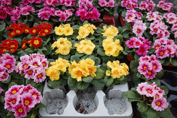 A colorful display of blooming primrose flowers in shades of yellow, pink, and red at an outdoor plant market.