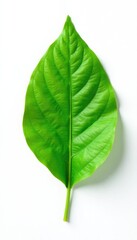 Fototapeta premium Simple leaf isolated on white background with soft lighting, flowerless, leaf
