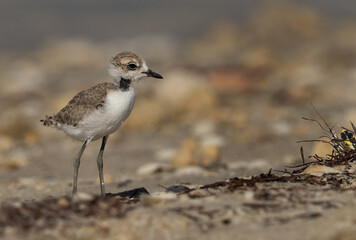 Kentish Plover chick at Buasiteen coast of Bahrain