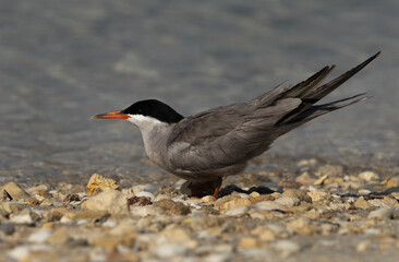 White-cheeked Tern at Busaiteen coast, Bahrain