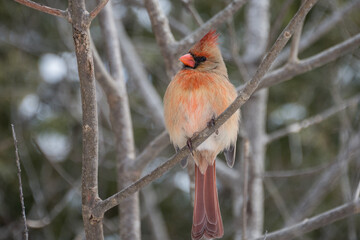 Northern cardinal on a branch in winter. Closeup