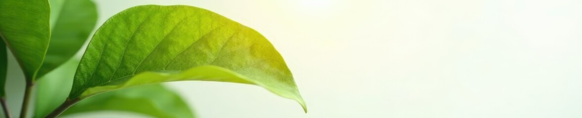 Large leaf with soft focus on white background, harmony, large format