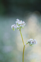 Soft wild white flower wallpaper with green blurry background