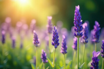 Obraz premium Lavender flowers in the sunlight filtering through, botanicals, natural light