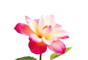 Fototapeta premium A single, vibrant bloom isolated against a pure white backdrop, background, high resolution
