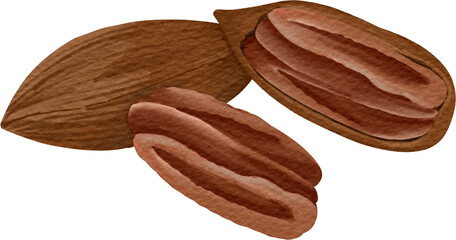 watercolor Pecan