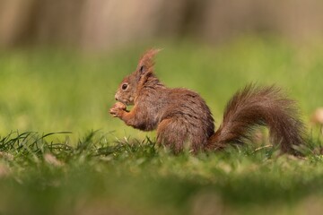 Portrait of a cute european red squirrel in the nature habitat.  Sciurus vulgaris. A european squirrel sits in the grass and eats a nut. 