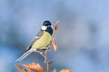 Portrait of great tit in the nature habitat. Parus major. Wildlife scene with a songbird. A cute...