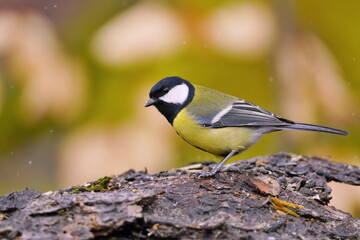 Portrait of great tit in the nature habitat. Parus major. Wildlife scene with a songbird. A great tit sits on a piece of tree bark.