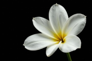 Obraz premium Simple elegance of a white flower against black background, isolated, elegant, flowers