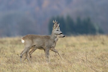 Wildlife scene with a roe deer. Capreolus capreolus. Two roe deer wal on the meadow. 