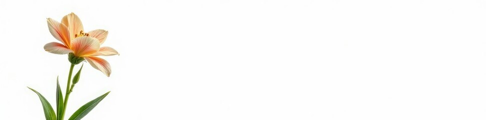 Naklejka premium Single bloom isolated against white background, plant life, flower isolation, greenery