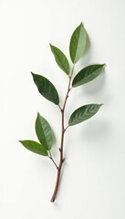 Obraz premium Single branch isolated on white background with smooth surface, smooth, elegant