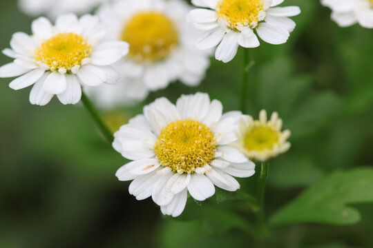 Close-up of feverfew, close-up of white flowers with yellow pollen pistils, white yellow flower, beautiful Tanacetum parthenium 