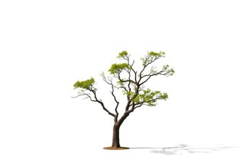 Single, majestic tree stands alone against pure white backdrop, vibrant, summer