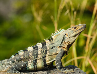 A Black Spiny Tailed Iguana closeup from Costa Rica