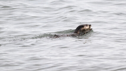 Fototapeta premium River otter swimming with starry flounder flatfish in mouth in ocean water