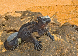 Galapagos Marine Iguana closeup