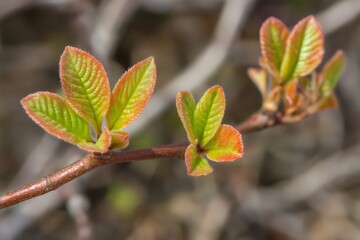 Close up of delicate new leaves unfurling on a young sapling branch, showcasing vibrant green and orange hues of spring growth