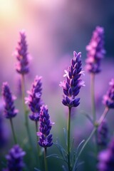 Obraz premium Lavender blooms in soft focus, vibrant purple hues , nature, calm, aromatherapy