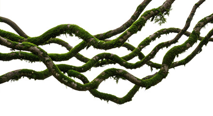 Twisted wild root plant, nature frame jungle border, isolated on white background, clipping path, cut-out, 