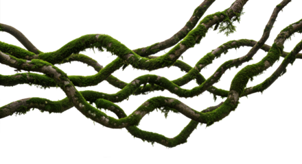 Twisted wild root plant, nature frame jungle border, isolated on white background, clipping path, cut-out, 