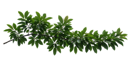 枝、葉、葉、孤立、植物、小枝、白、緑、夏、自然、春、成長、若い、植物学、葉、春、要素、茂み、クリップアート、クローズアップ、クローズアップ、切り抜き、詳細、新鮮、新鮮さ、青々とした、部分、小枝、