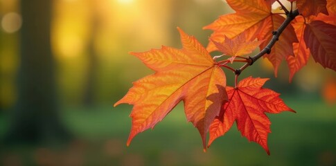 Fototapeta premium Soft, downy beech leaves emerge, vibrant spring color , macro, green, photography