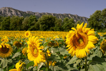 Sunflowers in the field at midday in summer